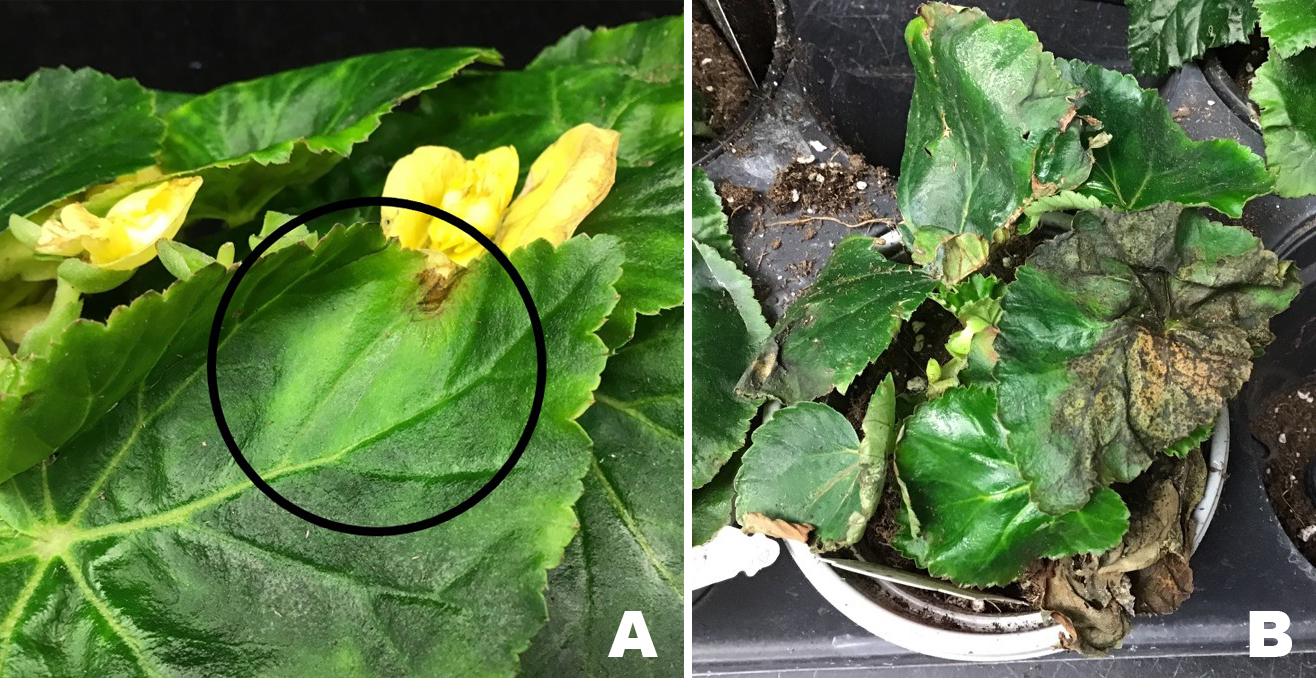 Early symptoms of bacterial blight 